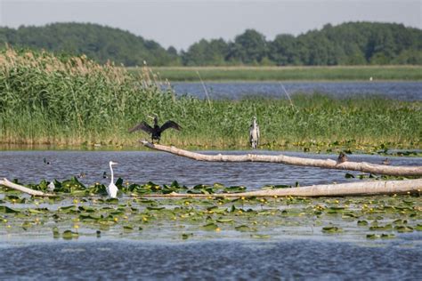 Tarša Kuršių mariose