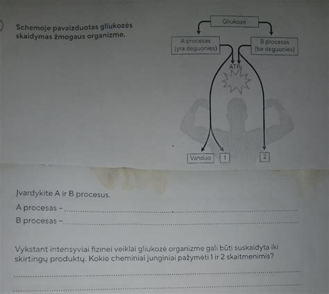 Schema su dviem krumpliaračiais, perduodančiais judėjimą