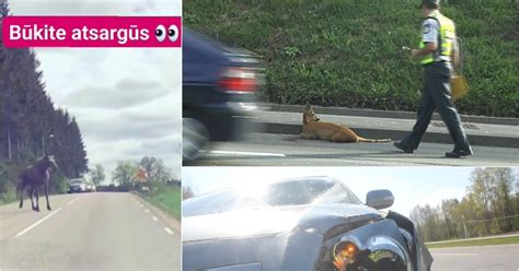 Vairuotojas Belgijos keliuose