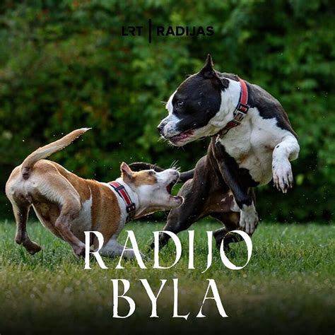 Infografika: Pavojingų veislių šunų sąrašas ir reikalavimai