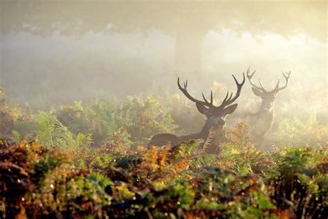 Schema kaip elgtis susidūrus su gyvūnu