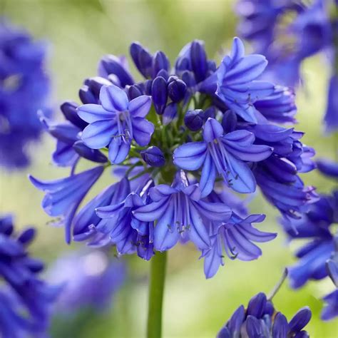 Varnalėšos augalas su lapais, stiebu ir žiedais