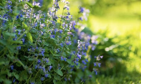 žiedadulkių pavasario augalai