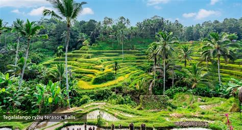 Tegalalango ryžių terasos Balyje