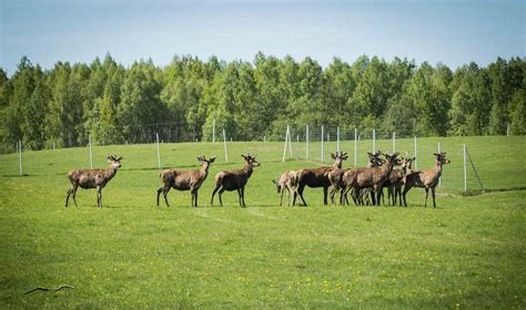 Laukinių gyvūnų migracijos keliai Lietuvoje