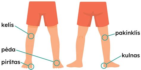schematinis žmogaus kūno paveikslas su pažymėtomis kelio ir kulkšnies sąnaromis