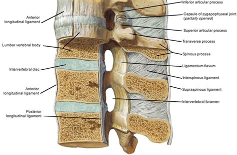 stuburo anatomija su pavaizduotais galimais skausmo taškais