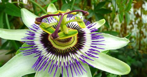 Pasifloros auginimas