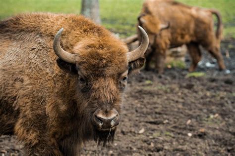 Stumbrai kertantys kelią