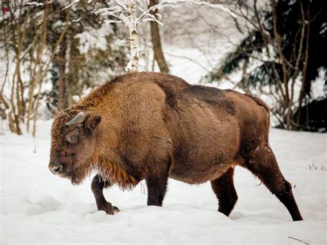 Europos stumbras Belovežo girioje