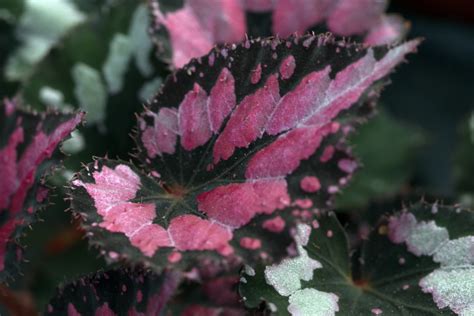 Begonijų įvairovė