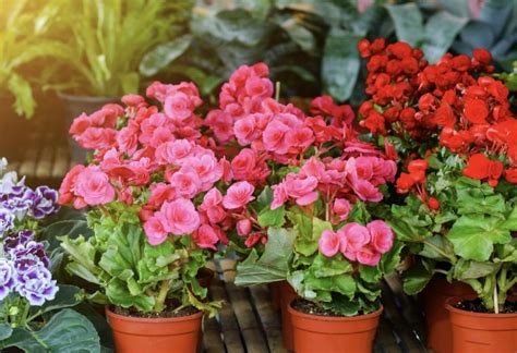 Begonijų nauda aplinkai