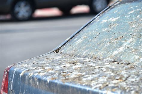 Paukščių išmatos ant automobilio kapoto