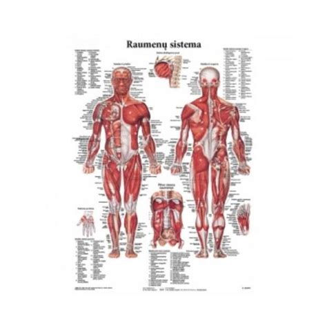 Žmogaus raumenų sistema