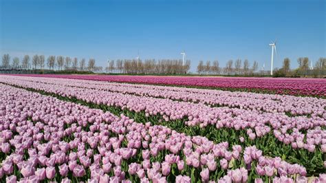 Tulpių laukai Nyderlanduose