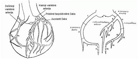 Širdies vainikinių arterijų šuntavimo operacijos schema