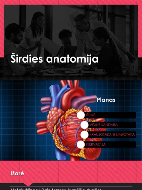 širdies anatomija ir kraujotaka