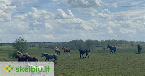 Arklių banda kelyje