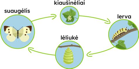 Schema, iliustruojanti fizikos teorijų vystymosi kryptis