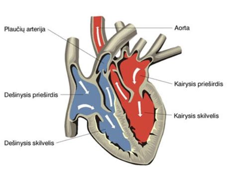 Širdies ir plaučių gaivinimo schema