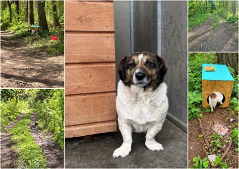 Kelio nuorodos miške