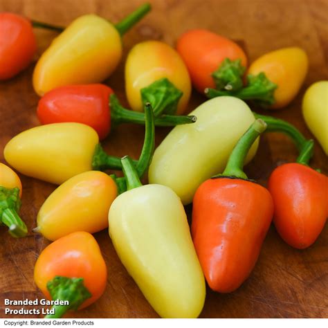 Santa Fe Grande pipirų augalas