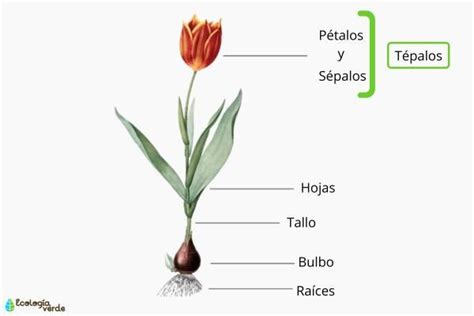 Schematinis paskirstytojo vaizdas su tepalo patekimo vietomis