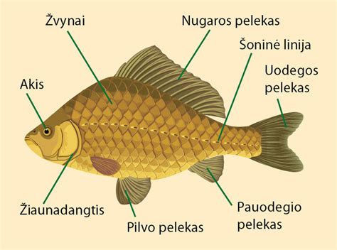 Schema su žuvų dydžių apribojimais