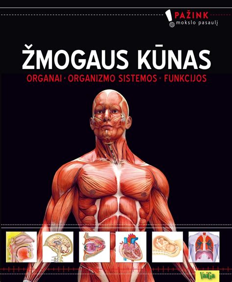Scheminis žmogaus šlapimo sistemos vaizdas