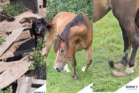 Istorija arklių tempiamų vežimų su spyruoklėmis