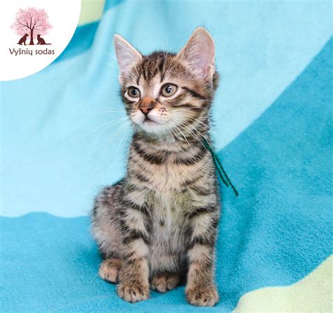 Grafikas, lyginantis galią ir degalų sąnaudas prieš ir po čipavimo