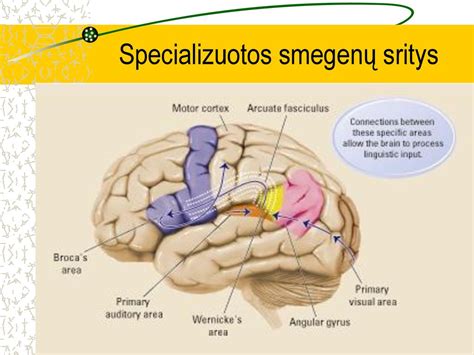 Schematinis žmogaus smegenų paveikslas su pažeistomis sritimis