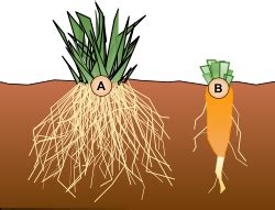 Liemeninė ir kuokštinė šaknų sistemos