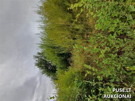 Nuotrauka supirkimo punkte Mažeikiuose