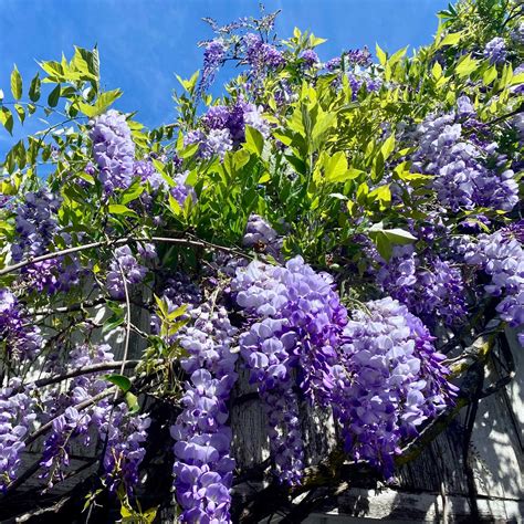 Amerikinė visterija 'Amethyst Falls'