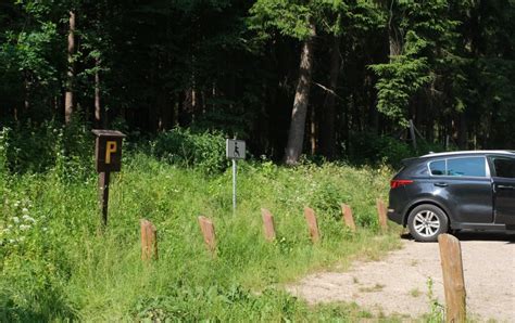 Miško kelias ir išvažinėta pieva