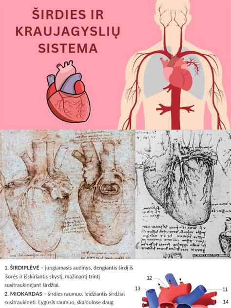 Schema, kaip važinėjimas dviračiu stiprina širdies ir kraujagyslių sistemą