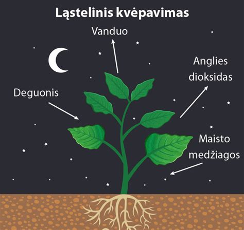 Dirbtinio kvėpavimo schema