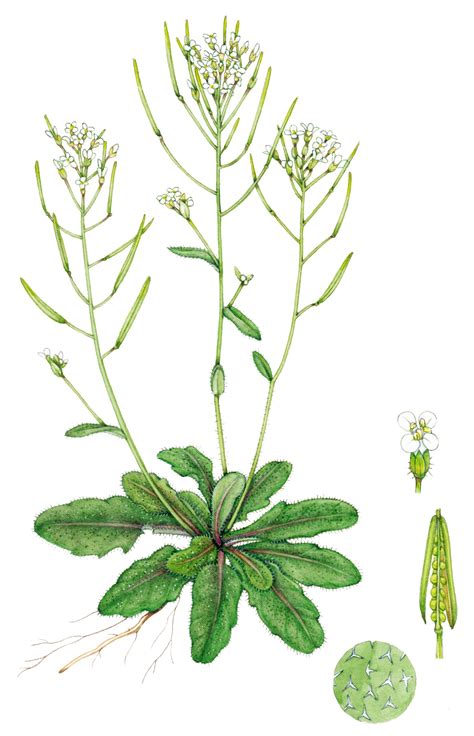 Baltažiedis vairenis (Arabidopsis thaliana)