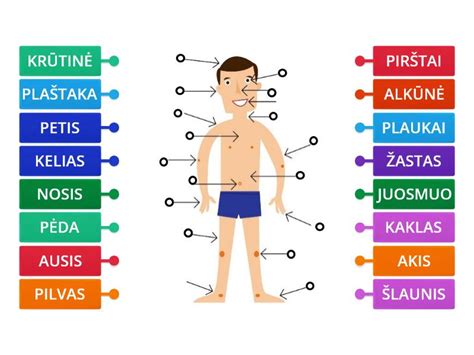 Žmogaus kūno schema su akcentuotomis problemų sritimis nuo sėdėjimo