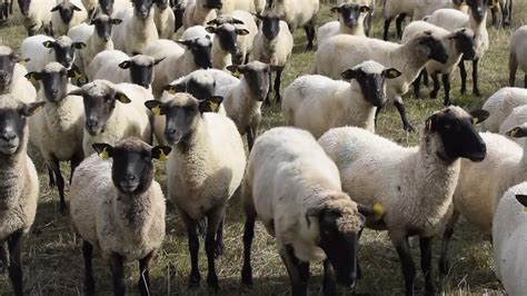 Avių veislių palyginimas pagal vilnos kiekį