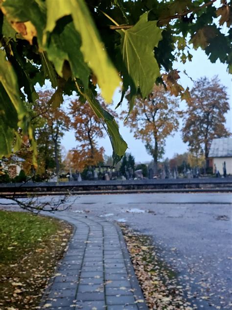 Šlapia kelio danga su lapais rudenį