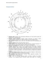 Mazda 2 II 1.3 Exclusive ratlankių ir padangų schema