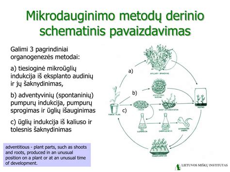 Degalų purkštukų schematinis pavaizdavimas